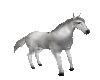 pet grey horse