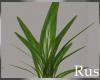 Rus Leaf Large Plant 4