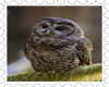 female spotted owl