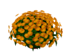 Marigolds