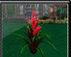 ~H~kefir lily plant