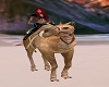 Egyption Camel