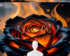 Fire rose background
