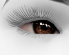 🖤Brown Eye Realistic3