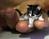 the littlest kitty cat