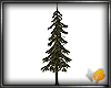 (ED1)pine tree