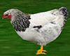 animated Chicken
