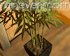 Bamboo in pot