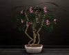 Blooming Fern Tree