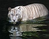 White Tiger Art
