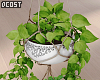 Hanging Double Plant