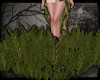 + Anne's Grass