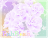 B| Hip Roses - Lilac