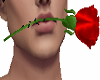 Red Rose in Mouth