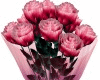 R|C Valentine Pose Roses