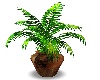 Plant In Wooden Pot
