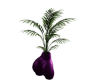 Purple Body Plant