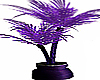 Purple Obsession Plant 