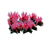 Animated Pink Coral