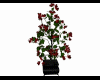 Red Flower plant potted