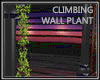 Climbing Wall Plant