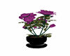 Magneta Rose in Vase