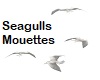 Seagulls / Mouettes