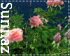 (S1)Pink Rose Bush
