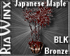 Wx:Japanese Maple BLKBRZ