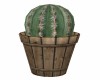 Cactus Pot