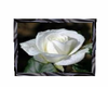 white rose picture 3