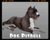 *Dog Pitbull