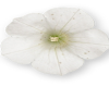 Huge white flower