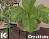 !< InThePool! Plants!