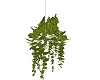 Hanging Plant