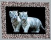 Tiger -Cubs