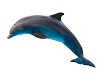 dolphin wall art