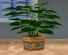Tropical Potted Plant