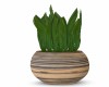 House Plant/ Vase