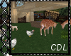 !C* Wild Life Zoo Park