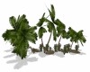 Palm Trees w/ Rocks