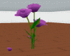 Lavender Roses Animated