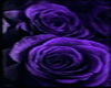 Purple Rose Bunk Beds