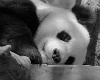 Panda Angel Bundle