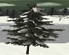 Winter snow firtree