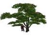 Gryffn Tree