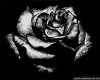 Black Gothic Rose