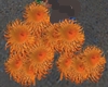 orange Sea Flower
