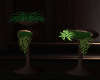 Kay! Cadien Duo Plant