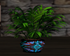 Native Plant /Vase